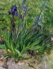 0 fleurs Vincent_van_Gogh pied Iris .jpg