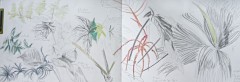 M. Muriel ballade études de plantes différents au crayon.jpg 13:11:25.jpg