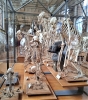 cours de dessin,dessiner à paris,galerie de paleontologie,galerie d'anatomie comparée,muséum