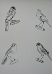 croquis, dessin, dessiner les oiseaux, aquarelle, 