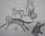 chat, chevaux, peinture animalière, dessin, fusain, 