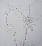 M. Maud  Plantes crayon graphite 13:10:14 .jpg