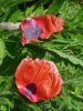 1 2024-05-20 M.A.   (5).jpeg