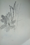 dessin au crayon, encre de chine, dessiner les plantes, muséum, dessin à l'encre, dessin au jardin