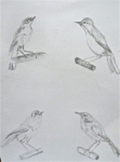 croquis, dessin, dessiner les oiseaux, aquarelle, 