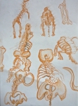 muséum,dessin,cours de dessins,cours de croquis,dessin sur le vif,galerie d'anatomie comparée,galerie de paleontologie
