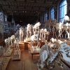 cours de dessin,dessiner à paris,galerie de paleontologie,galerie d'anatomie comparée,muséum