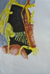 dessin de tortue, ménagerie du jardin des plantes, galerie de paléontologie, galerie d'anatomie comparée
