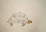 dessin de tortue