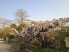 2022-03-28 cerisier 8.jpg