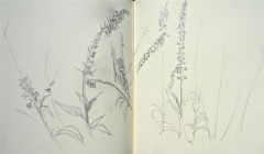 digitale, dessiner les fleurs, la ligne bleue des Vosges, 