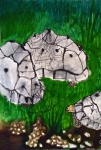 dessin de tortue, tortues rayonnantes