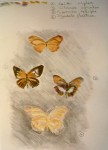 papillons, inspiration, croquis, aquarelle, couleur, dessin, Paris, 