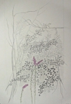 villa rosa,dessiner le paysage,dessiner la forêt