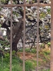 2022-03-28 cerisier 11 verti..jpg