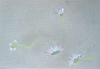2024-06-04 M.A. 10-0 .jpeg