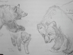 Muséum, exposition espèces d'ours, dessiner les animaux, croquis sur le vif, 