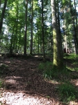 forêt des Vosges, dessiner la forêt, dessiner la nature, aquarelle, ligne bleu des Vosges, 