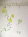 dessiner la nature, dessiner les fleurs, cours de dessin, jardin des plantes, les serres tropicales