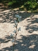 2025-04-28 M.A. 11 .jpg