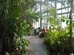 muséum du jardin des plantes, serres tropicales, dessiner les plantes, croquis,  