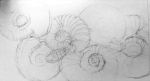 dessiner à la maison,cours de dessin,dessiner les fossiles,dessiner les fleurs,aquarelle,dessienr à l'encre,collage