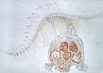 dessin de tortue,ménagerie du jardin des plantes,galerie de paléontologie,galerie d'anatomie comparée