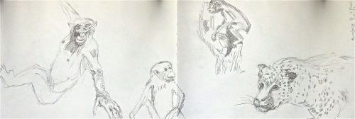les grands singes,muséum,dessiner,croquis