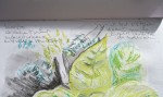 M. Muriel Note   feuilles plates crayon de pastel 13:11:04 .jpg