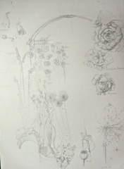 digitale, dessiner les fleurs, la ligne bleue des Vosges, 