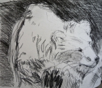 muséum,exposition espèces d'ours,dessiner les animaux,croquis sur le vif