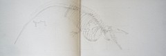 cours de dessin,muséum,croquis sur le vif,couleur,dessin documentaire,dessin à l'encre