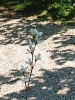 1 2025-04-28 M.A. 11 .jpg