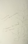 M. Marie-Hélène  - 2 herbes fines crayon  .jpg 13:10:07.jpg