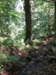 forêt des Vosges, dessiner la forêt, dessiner la nature, aquarelle, ligne bleu des Vosges, 