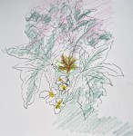 M. Marie-Hélène étude de plantes bic-crayon de couleur  13:11:04 -  .jpg