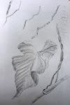 dessiner au jardin des plantes, dessiner la nature, dessiner les fleurs, cours de dessin, galerie de botanique ,