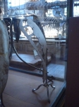 Muséum, galerie de paléontologie, tortue, dessin, 