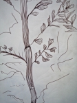 dessiner dans les serres du jardin des plantes, dessiner les arbres, 
