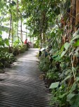 muséum du jardin des plantes, serres tropicales, dessiner les plantes, croquis,  