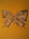 papillons, inspiration, croquis, aquarelle, couleur, dessin, Paris, 