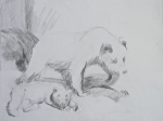 muséum,exposition espèces d'ours,dessiner les animaux,croquis sur le vif